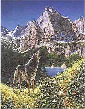 Can  you find the other 4 wolves in the rocky cliffs?
